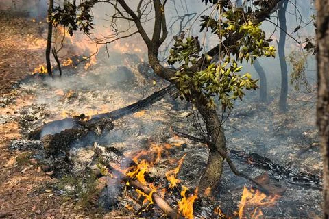 Fire rages through dry forest underbrush Stock Photos