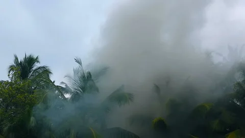 Fire in the rainforest. Forest in the smoke. Smoke poured in the Tropical pal Stock Footage 86669346