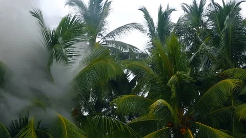 Fire in the rainforest. Forest in the smoke. Smoke poured in the Tropical pal Video stock 86804543