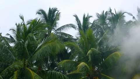 Fire in the rainforest. Forest in the smoke. Smoke poured in the Tropical pal Stock Footage 86804666