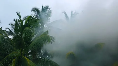 Fire in the rainforest. Forest in the smoke. Smoke poured in the Tropical pal Stock Footage 86806364