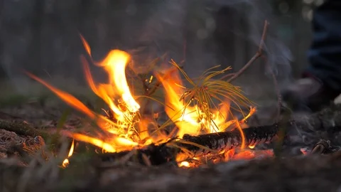 Fire-raising in the forest. Deliberate arson. Fire start. Blaze in the forest Stock Footage 106535766