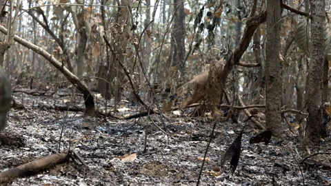 The fire-ravaged grass and bushes, ashes spread among the trees in the forest Stock Footage 246635653