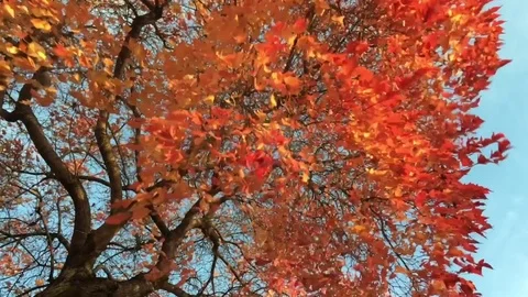 Fire Red and Yellow Tree in Slow Motion Stock Footage 81374752