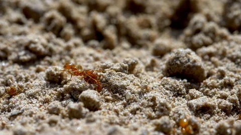 Fire Red Ant hurt each other Stock Footage 127607872
