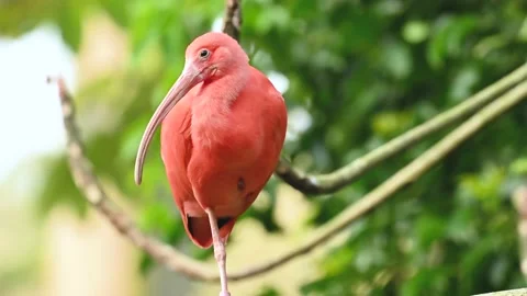 Fire red Eudocimus ruber on tree Video stock 203186280