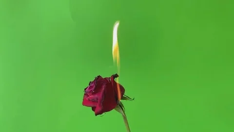 A fire on a red rose on green screen background, 스톡 동영상 122360194
