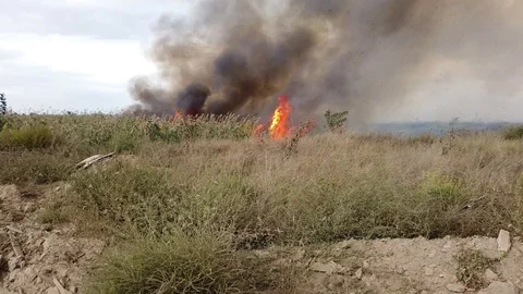 Fire reed field from the ground Stock Footage 122592508