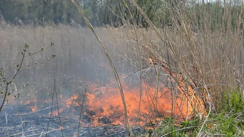 Fire in reed Video stock 103802703