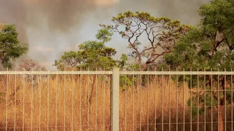 Fire the Result of Arson breaks out in Burle Marx Park in Brasilia Stock Footage 284882838