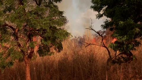 Fire the Result of Arson breaks out in Burle Marx Park in Brasilia Stock Footage 284883688