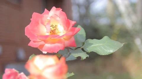 Fire Rose Blowing in the Wind Stock Footage 50450335