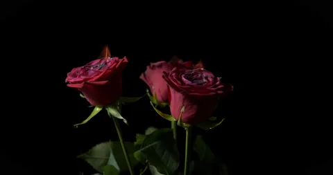 Fire in the rose bouquet. Stock Footage 226809294