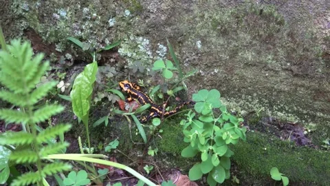 Fire salamander with black and yellow spotted skin crawling over a damp mos.. Stock Footage 340904043