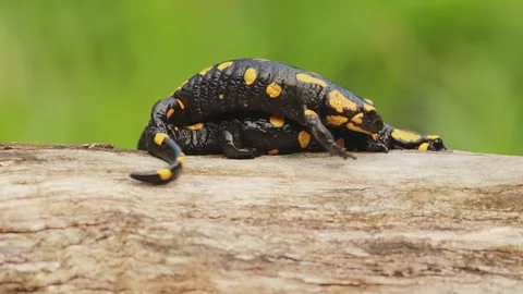 Fire salamander courtship behavior on forest tree stump Video stock 328007481