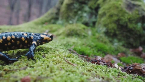 Fire salamander entering the frame, walking on wet mossy ground Stock Footage 152563779