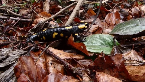 Fire salamander Stock Footage 74264484