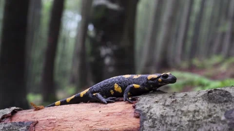 Fire salamander Stock Footage 135256341