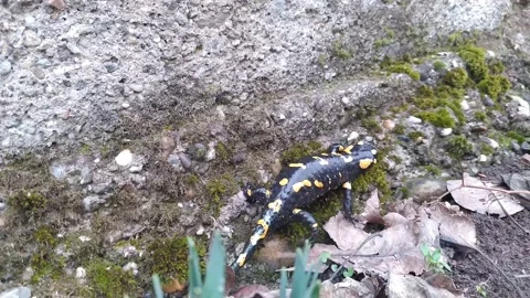 The fire salamander Stock Footage 170524374
