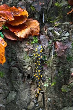 Fire salamander in forest. Stock Photos