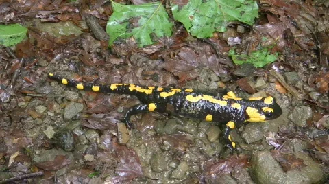 Fire salamander, HD Stock-Footage 500055
