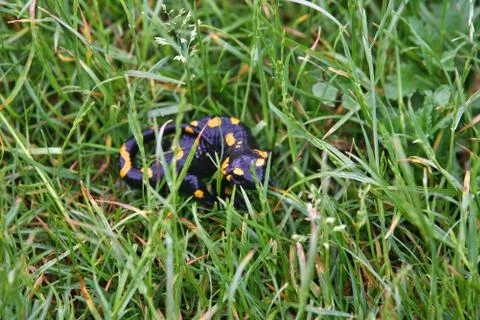 Fire salamander lizard in a green grass Stock Photos