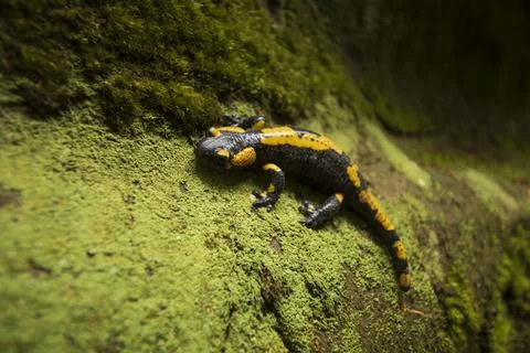 Fire Salamander On A Moss Stockfoto's