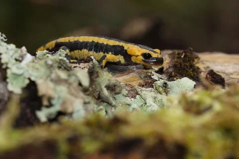 A fire salamander on the mossy forest floor Stock Photos