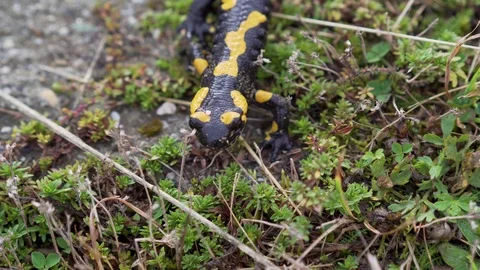 Fire salamander in the natural environment, close up, head macro detail Stock Footage 126064733