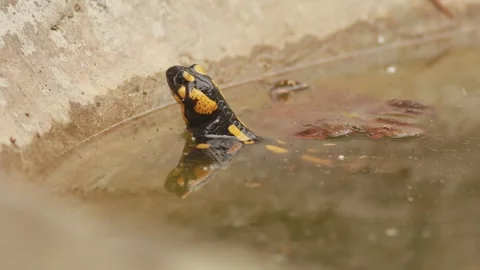 Fire salamander partially submerged in murky pond water Video stock 334957346