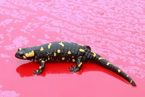 Fire Salamander Stock Photos
