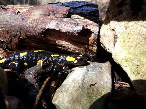 Fire salamander Stock Photos
