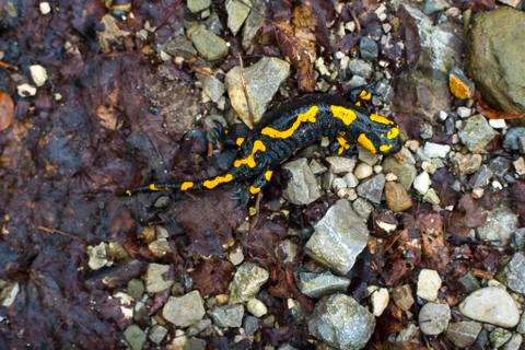The fire salamander Stock Photos