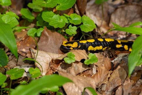 Fire salamander Stock Photos