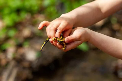 Fire salamander Stock Photos