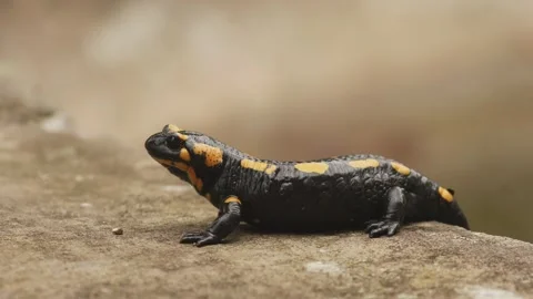 Fire salamander resting on stone near pond cinematic 4k close up Video stock 334953283