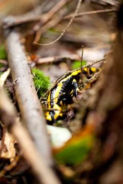 Fire salamander salamandra closeup in forest outdoor Stock Photos