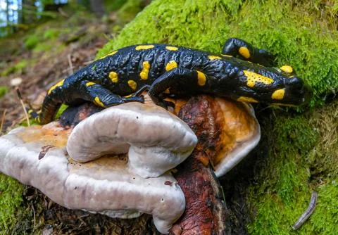 The fire salamander (Salamandra salamandra) in the forest near the city of .. Stock Photos