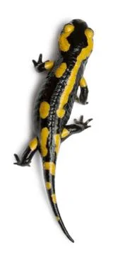 Fire salamander, Salamandra salamandra, in front of white background Stock Photos