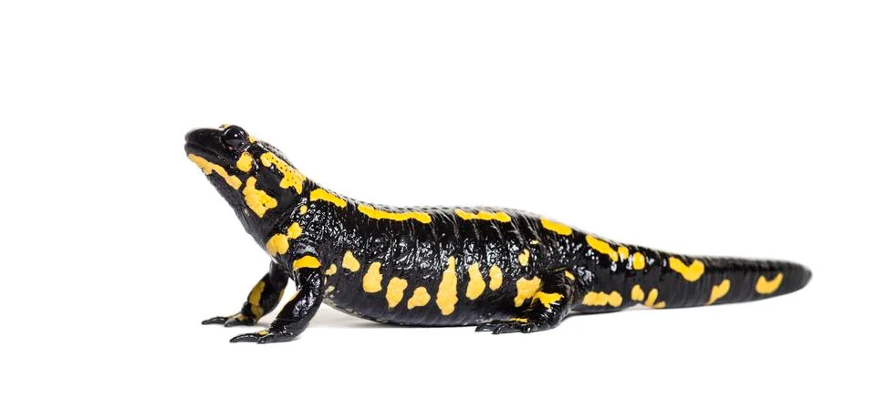 Fire salamander, Salamandra salamandra, in front of white background Stock Photos