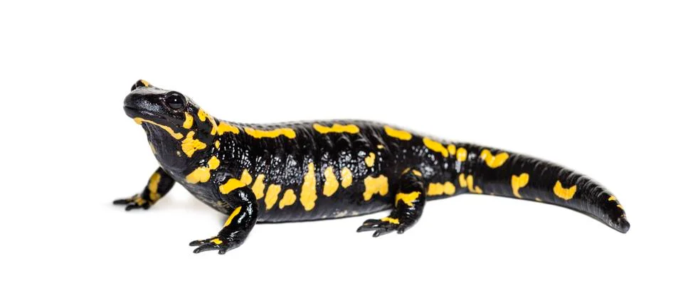 Fire salamander, Salamandra salamandra, in front of white background Stock Photos