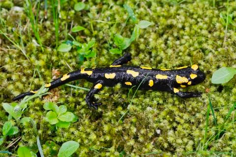 Fire salamander (Salamandra salamandra) in a nature Stock Photos