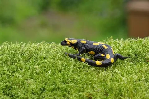 Fire salamander Salamandra salamandra running over moss Wildlife North Stock Photos