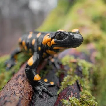Fire salamander (Salamandra salamandra) sitting on wet mossy tree branch Stock Photos