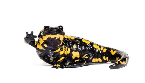 Fire salamander, Salamandra salamandra, waving in front of white background Stock Photos