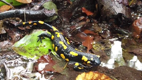 Fire Salamander Slow Motion Stock Footage 144332938