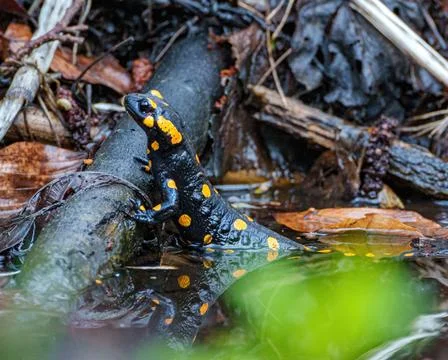 Fire Salamander in Spring Close-up Stock Photos
