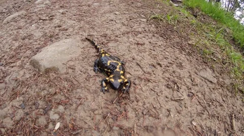 Fire Salamander Stiffened on the Ground in a Mountainous Area Close-Up Stock Footage 63969222