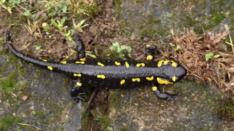 Fire salamander top view slow motion. Big fire salamander moving top view Stock Footage 243683714