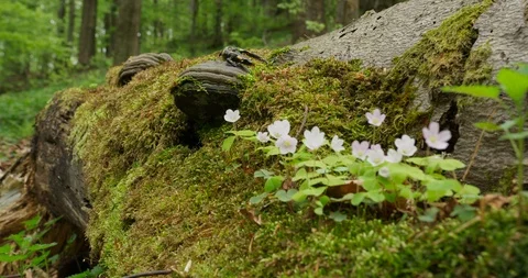 Fire salamander walks between mosses and Wood Sorrel, spring 4k Stock Footage 89648784